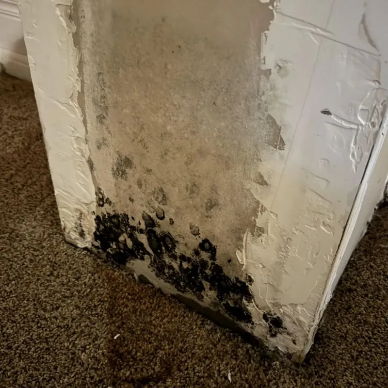 Professional Mold Removal in Coppell, TX